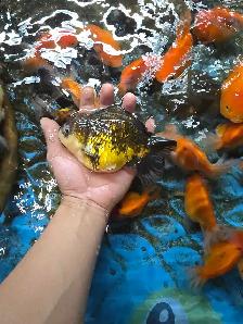 oranda ost f1 de vietnam - Photo 2