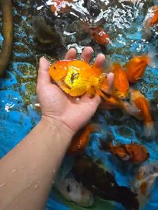 oranda ost f1 de vietnam - Photo 3