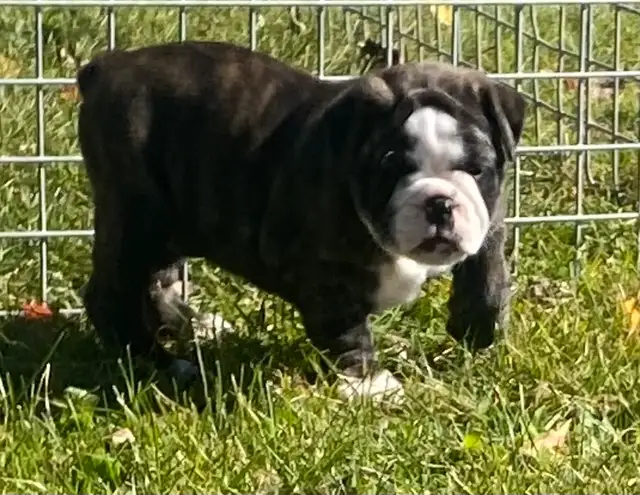 Beautiful bulldog puppy