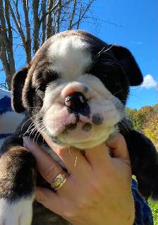 Beautiful bulldog puppy - Photo 2