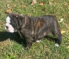 Beautiful bulldog puppy - Photo 3