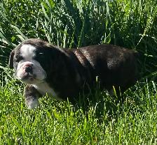 Beautiful bulldog puppy - Photo 4