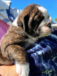 Beautiful bulldog puppy - Photo 5