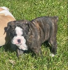Beautiful bulldog puppy - Photo 6