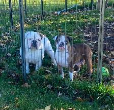 Beautiful bulldog puppy - Photo 7