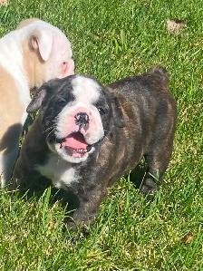 Beautiful bulldog puppy - Photo 8