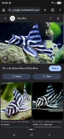 l46 zebra goupe f1 adult reproducteur.