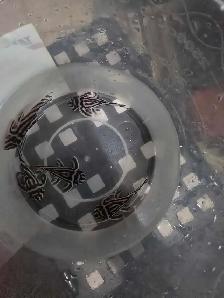 l46 zebra goupe f1 adult reproducteur. - Photo 3