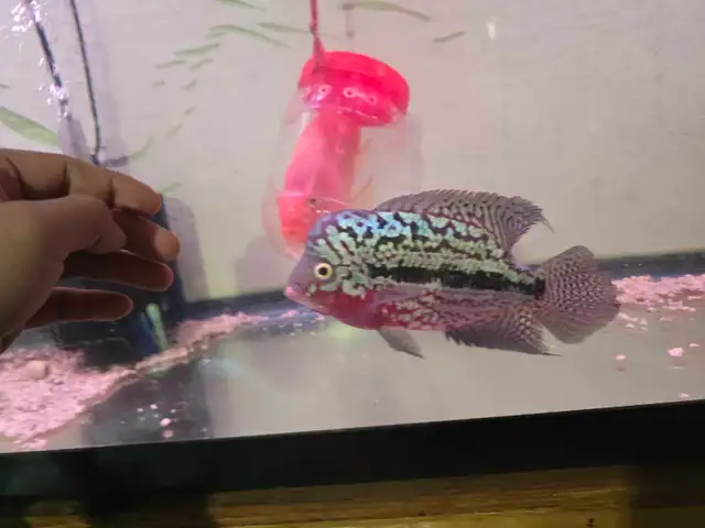 flowerhorn kamfa f2