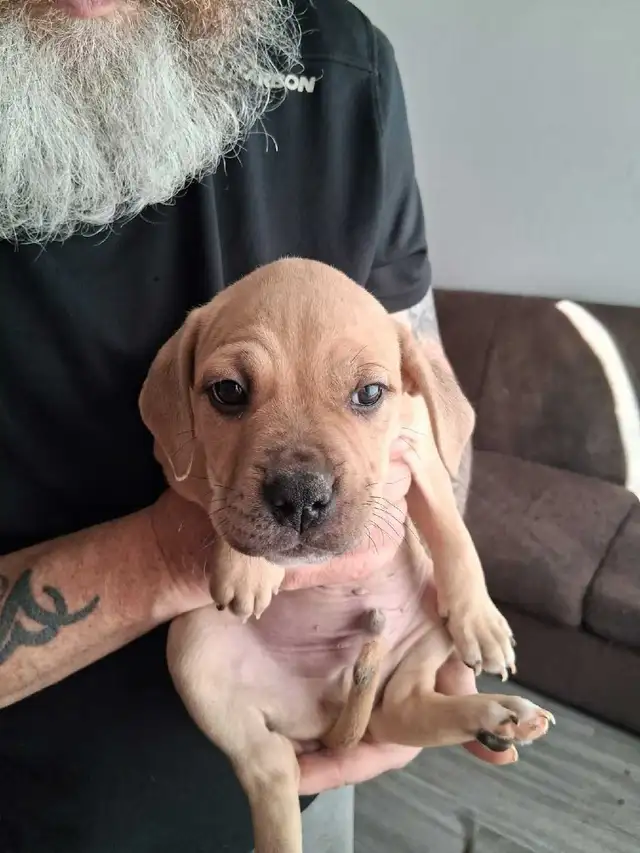 Cane Corso x Boxer Puppies