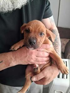 Cane Corso x Boxer Puppies - Photo 2