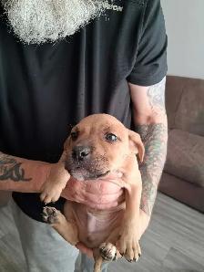 Cane Corso x Boxer Puppies - Photo 3