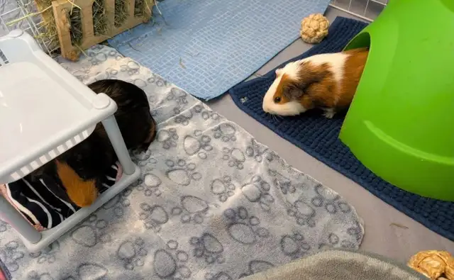 Rascally Rabbit Rescue - Ripp & Jimmy!