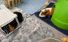Rascally Rabbit Rescue - Ripp & Jimmy!