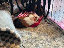 Rascally Rabbit Rescue - Ripp & Jimmy! - Photo 2