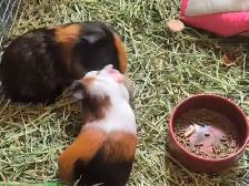 Rascally Rabbit Rescue - Ripp & Jimmy! - Photo 3