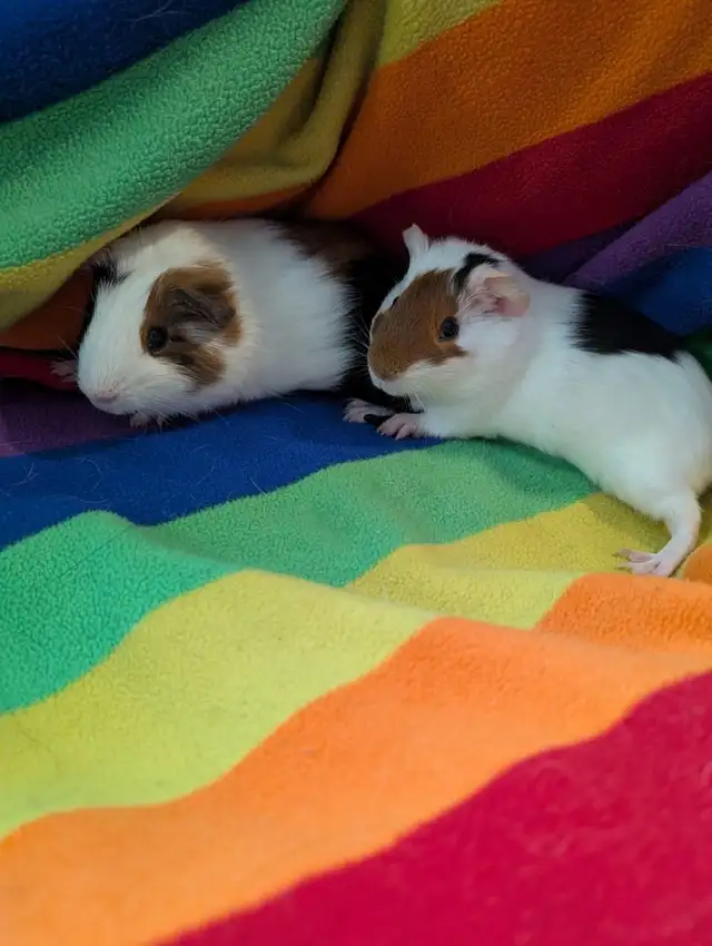 Rascally Rabbit Rescue - Guineapig Babies