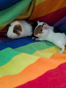 Rascally Rabbit Rescue - Guineapig Babies