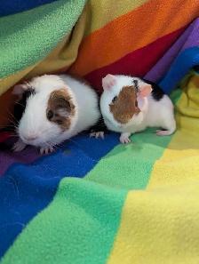 Rascally Rabbit Rescue - Guineapig Babies - Photo 2