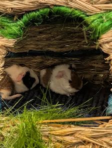 Rascally Rabbit Rescue - Guineapig Babies - Photo 3
