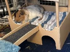 Rascally Rabbit Rescue - Monica