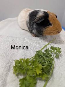 Rascally Rabbit Rescue - Monica - Photo 2