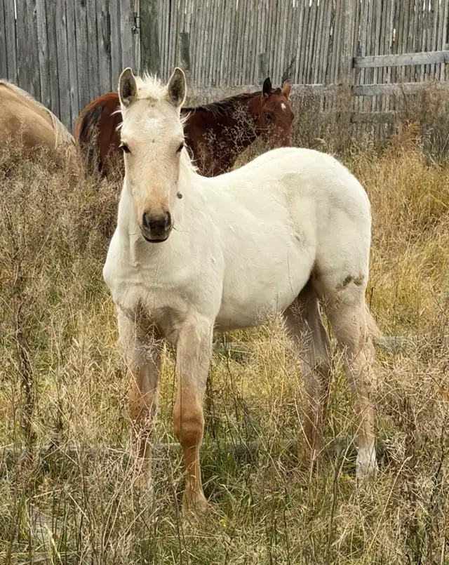 2 AQHA stud colts