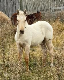 2 AQHA stud colts