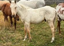 2 AQHA stud colts - Photo 3