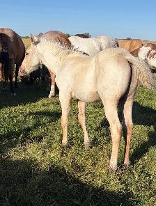 2 AQHA stud colts - Photo 4