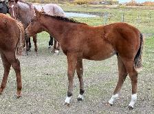 2 AQHA stud colts - Photo 7