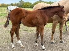 2 AQHA stud colts - Photo 8