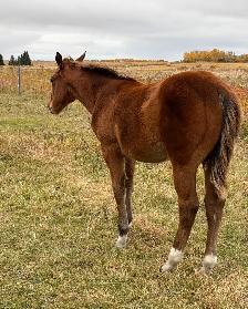 2 AQHA stud colts - Photo 9