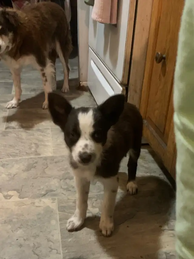 border collie Aussie pups