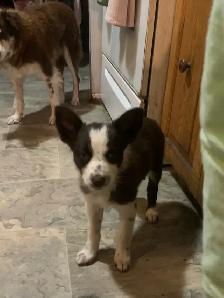 border collie Aussie pups
