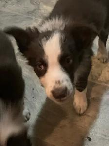 border collie Aussie pups - Photo 2
