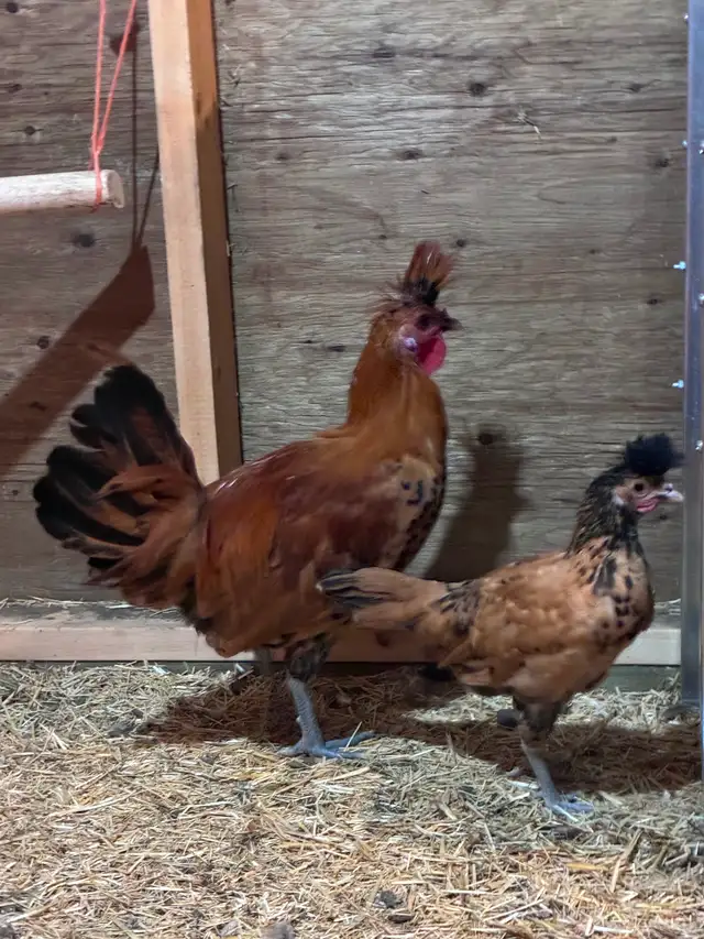 Free spitzhauben roosters