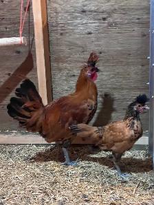 Free spitzhauben roosters