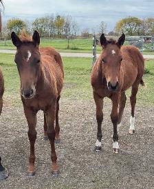 2 AQHA stud Colts
