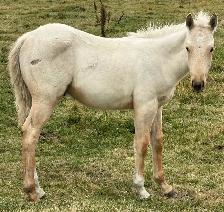 2 AQHA stud Colts - Photo 7