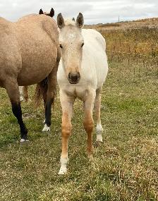 2 AQHA stud Colts - Photo 8