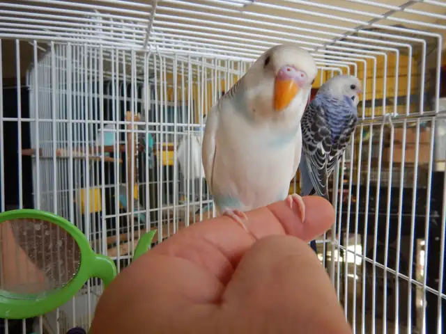 6.5  WEEK  OLD  FEMALE  BABY  BUDGIES  FOR  SALE