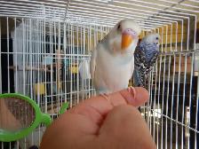 6.5  WEEK  OLD  FEMALE  BABY  BUDGIES  FOR  SALE