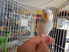 6.5  WEEK  OLD  FEMALE  BABY  BUDGIES  FOR  SALE - Photo 2