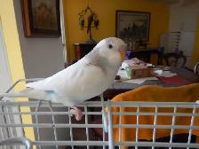 6.5  WEEK  OLD  FEMALE  BABY  BUDGIES  FOR  SALE - Photo 6