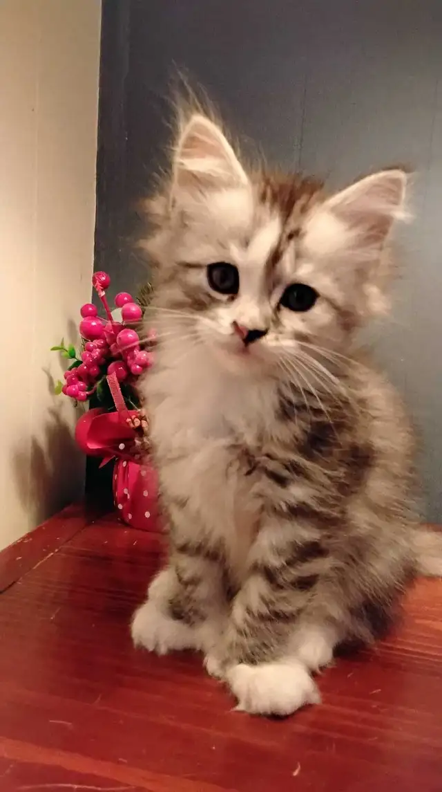 Maine coon mix kittens for sale