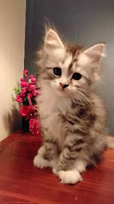 Maine coon mix kittens for sale