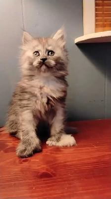 Maine coon mix kittens for sale - Photo 2