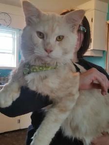 Maine coon mix kittens for sale - Photo 3