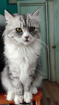 Maine coon mix kittens for sale - Photo 4